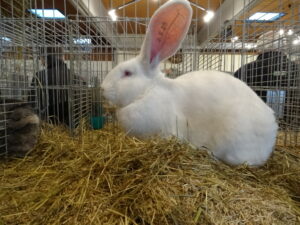 Dorf Bühne - Landkreis Höxter