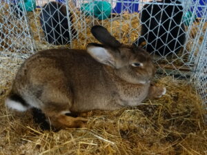 Dorf Bühne - Landkreis Höxter