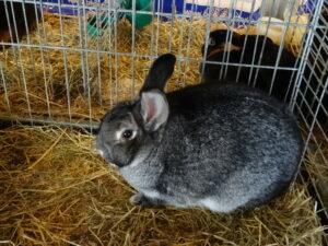 Dorf Bühne - Landkreis Höxter