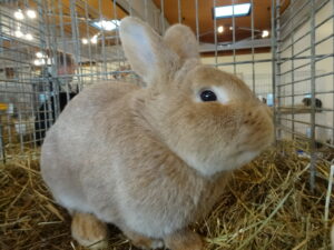 Dorf Bühne - Landkreis Höxter