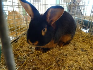 Dorf Bühne - Landkreis Höxter