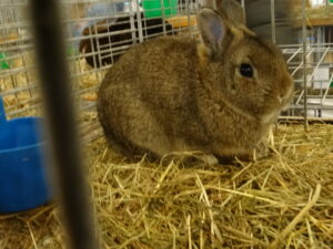 Dorf Bühne - Landkreis Höxter