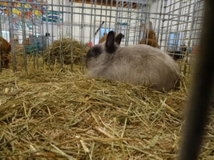 Dorf Bühne - Landkreis Höxter