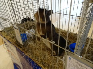 Dorf Bühne - Landkreis Höxter