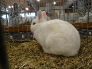 Dorf Bühne - Landkreis Höxter