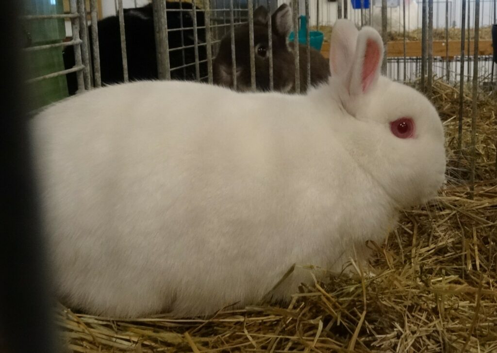 Dorf Bühne - Landkreis Höxter